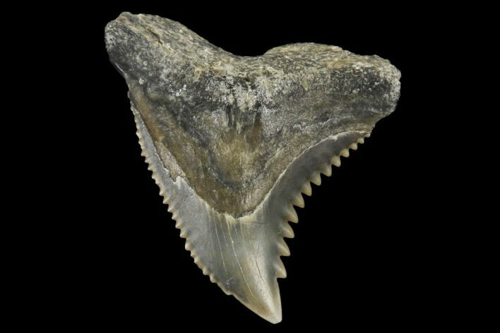 Snaggletooth Shark (Hemipristis) Tooth - Aurora, NC #180166